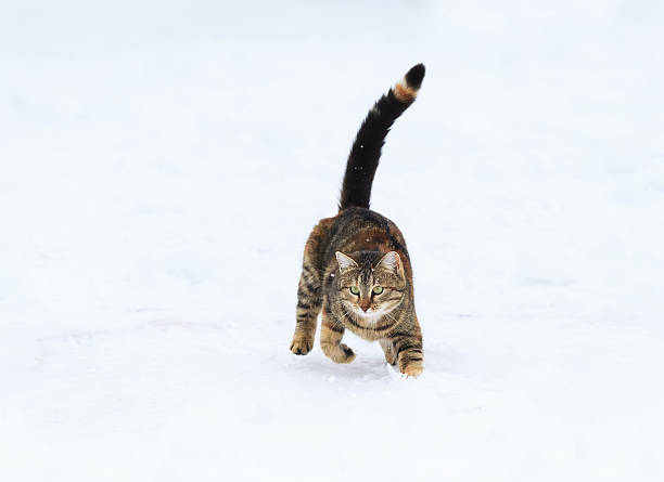 istock cute tabby kitten jumping on the white snow 638016306