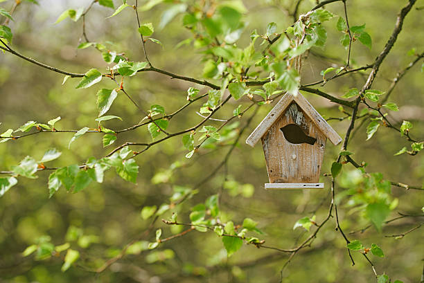 istock Little Birdhouse in Spring new birch leaves 638016344