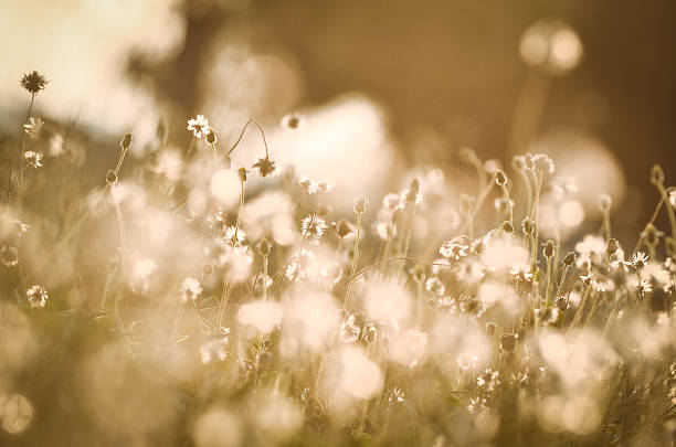 istock grass flower with vintage soft ligh 638016400