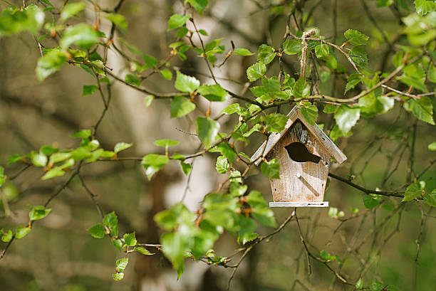 istock Little Birdhouse in Spring new birch leaves 638016434