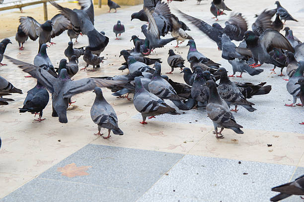 istock Flocks of pigeons are eating 638017174