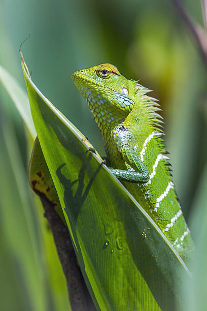 istock green forest lizard in Ella, Uva province, Sri Lanka 638017282