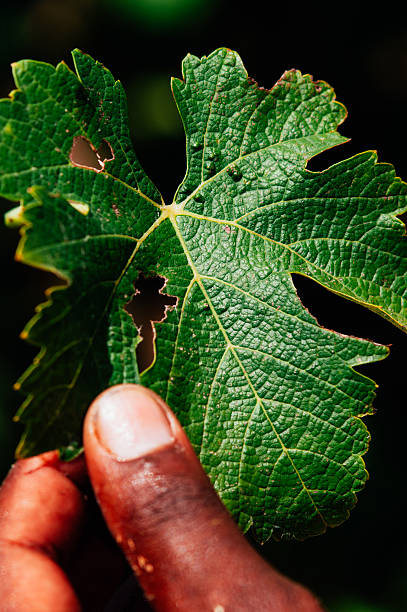 colhendo uvas, stellenbosch, áfrica do sul - africa south vineyard industry - fotografias e filmes do acervo