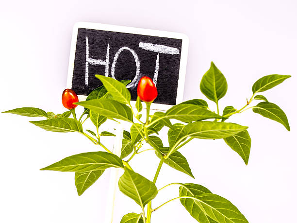 istock Young hot pepper or chilli with sign and text hot 638017724