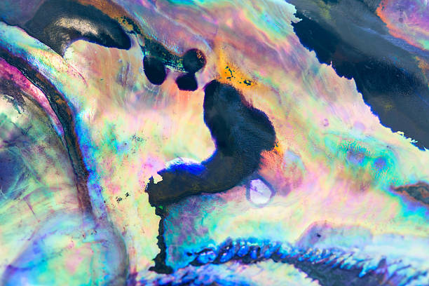 istock Close up colorful background of abalone shell, haliotis 638018608