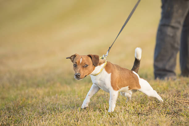 Dog pulls on leash - jack russell terrier stock photo