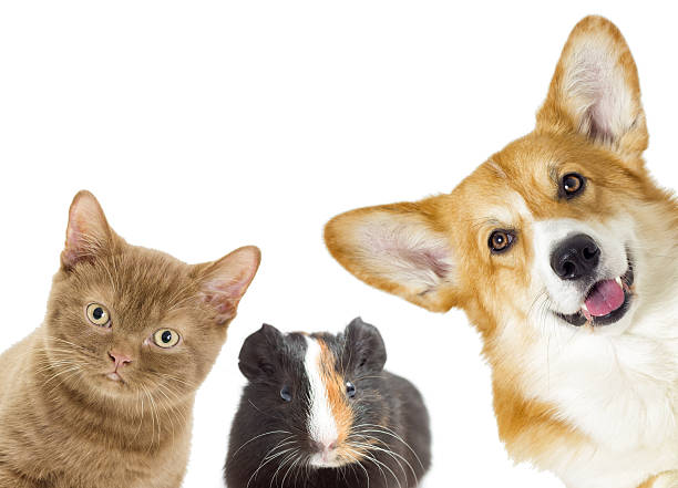 istock Puppy and kitten and guinea pig 638018886