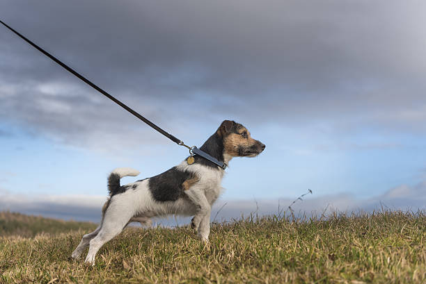犬はリードを引っ張る - ジャックラッセルテリア - smart casual outdoors friendship happiness ストックフォトと画像