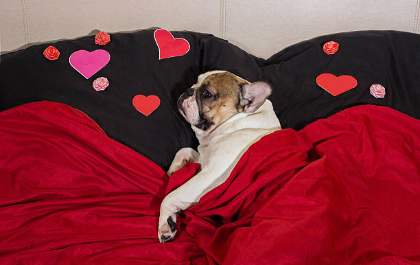 istock Valentine's Day French Bulldog 638020808