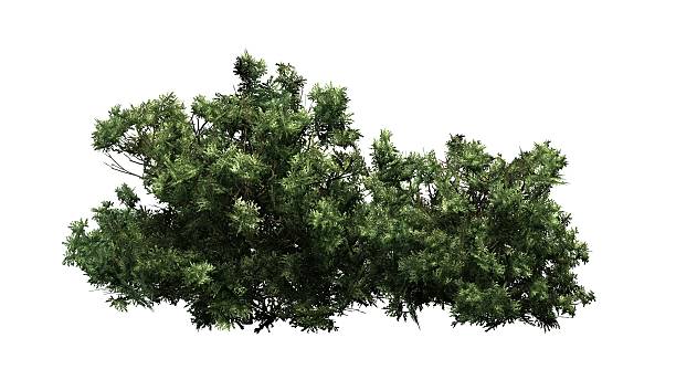 american boxwood - isolated on white background - bush imagens e fotografias de stock