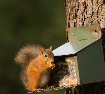 A red squirrel in Cumbria eating peanuts from a squirrel feeder set up specifically to assist the success of one of the last remaining strongholds of the red squirrel population in England.