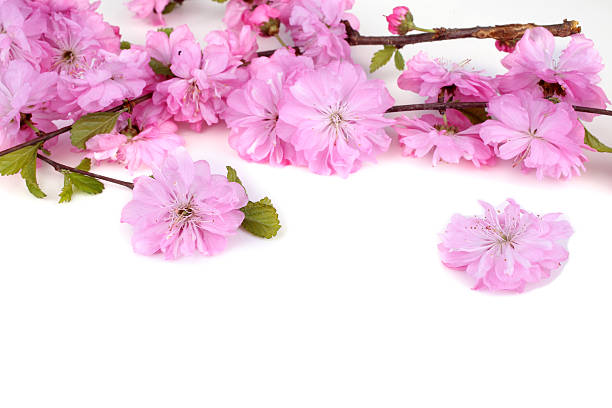 istock Sakura flowers isolated on white backgrouns 638021508