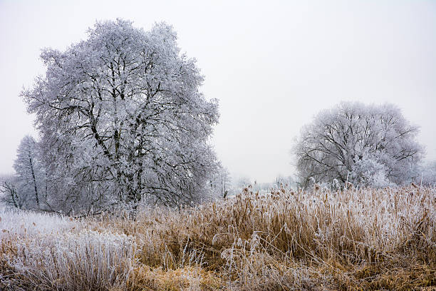 istock Foggy winter scenic with frosted trees 638022014
