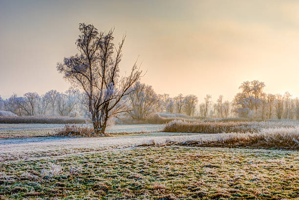 istock Lonely frosted tree at a foggy winter evening 638023990