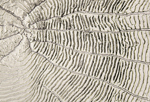 Central part of a roach fish scale with circular furrows. Microscopic shot.