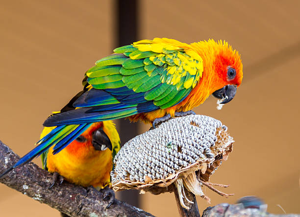 istock colorful sun conure parrot on dry sunflower 638026268