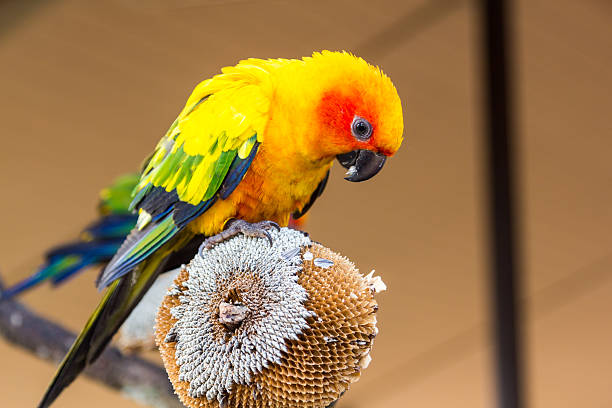 istock colorful sun conure parrot on dry sunflower 638026382