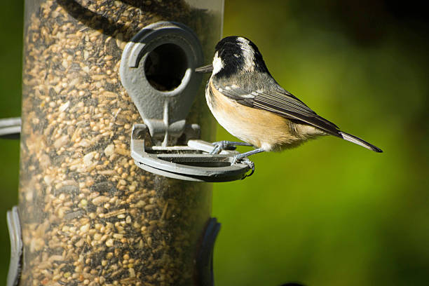 istock Coal tit on a bird feeder 638026960