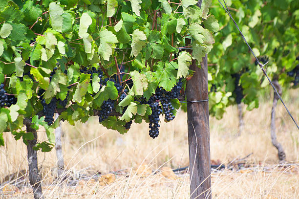 uvas vermelhas - agriculture beauty in nature boland district building exterior imagens e fotografias de stock