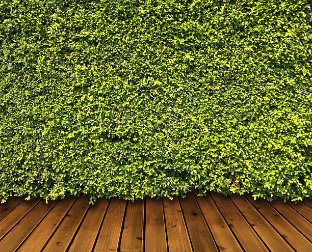 istock Green leaves wall and wood floor 638029326
