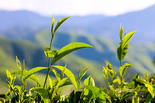 istock Tea buds and leaves in background 638030130