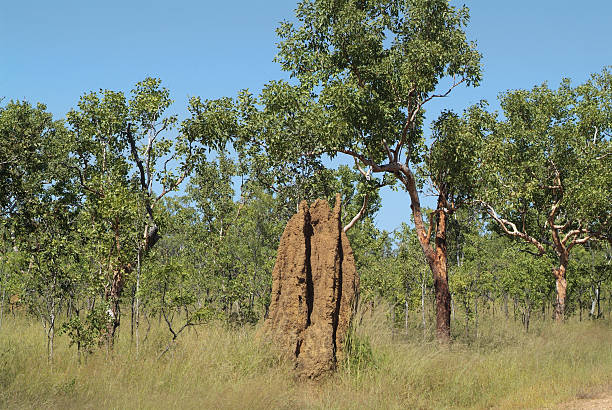 Australia, Northern Territory Termite Mound and Salmon Gum Tree in Northern Territory, Australia termite mound stock pictures, royalty-free photos & images
