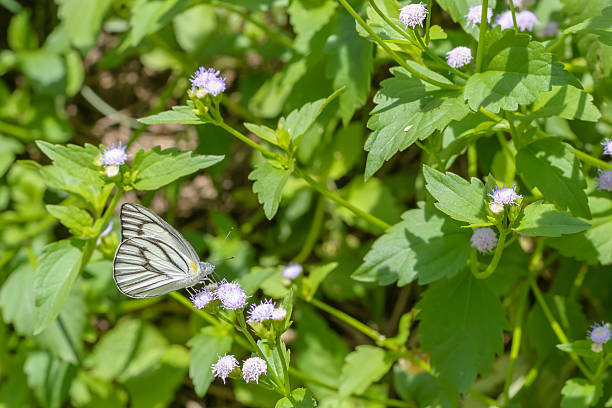 istock white butterfly with lack wings on flower 638031118