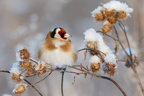 istock Goldfinch bird sitting on branch of burdock 638031450