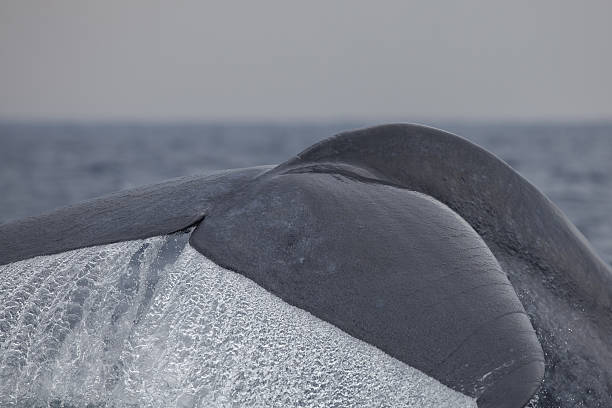 Blue Whale Fluke Close up, Sri Lanka Marissa, Indian Ocean stock photo