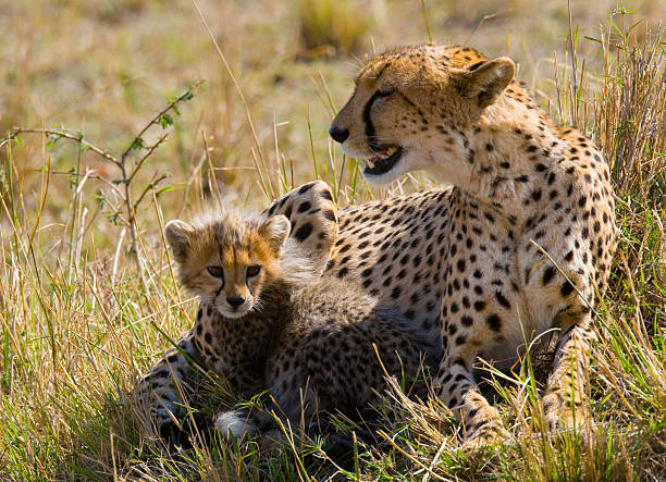 istock Mother cheetah and her cub in the savannah. 638031868