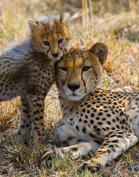 istock Mother cheetah and her cub in the savannah. 638031908