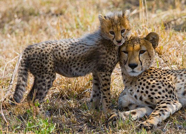 istock Mother cheetah and her cub in the savannah. 638031940