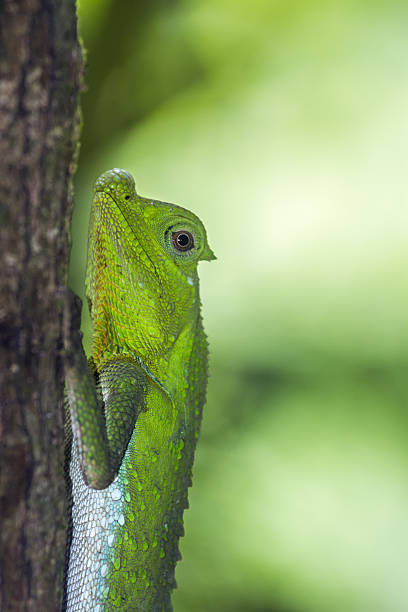 istock Hump-nosed Lizard in Sinharaja forest reserve, Sri Lanka 638032128