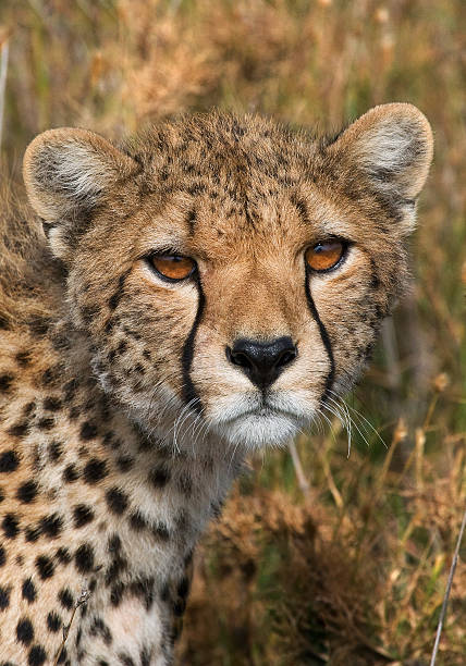 istock Cheetah in the savanna. 638032138
