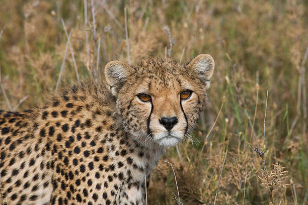 istock Cheetah in the savanna. 638032170