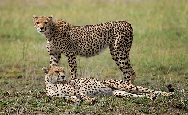 istock Two cheetah in the savanna. 638032296