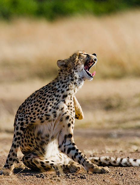 istock Cheetah sitting in the savanna. 638032350