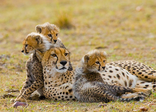 istock Mother cheetah and her cubs in the savannah. 638032448