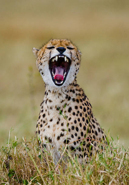 istock Cheetah in the savanna. 638032610