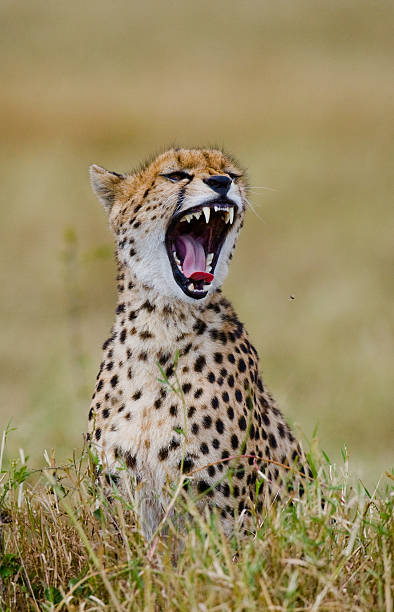istock Cheetah in the savanna. 638032616