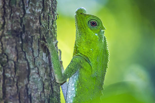 istock Hump-nosed Lizard in Sinharaja forest reserve, Sri Lanka 638032684