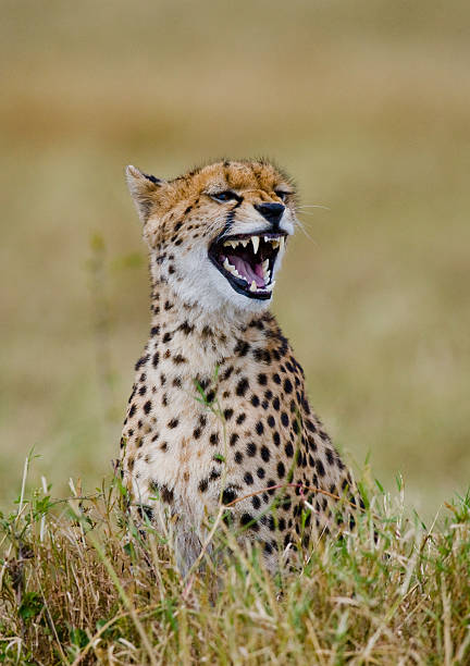 istock Cheetah in the savanna. 638032714
