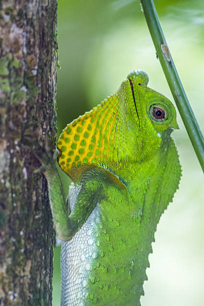 istock Hump-nosed Lizard in Sinharaja forest reserve, Sri Lanka 638033564