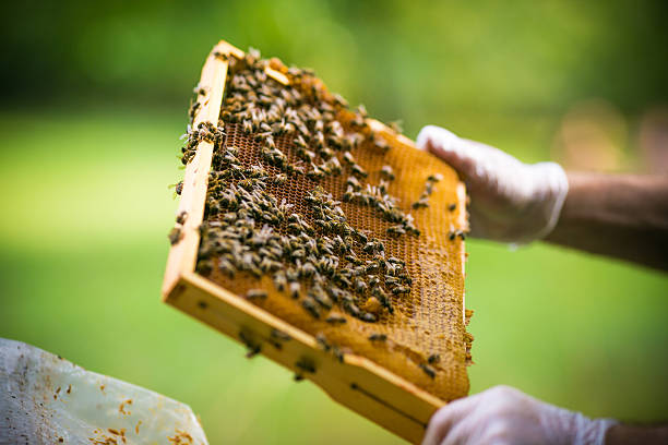 istock beekeeper collects honey from the hive 638033906