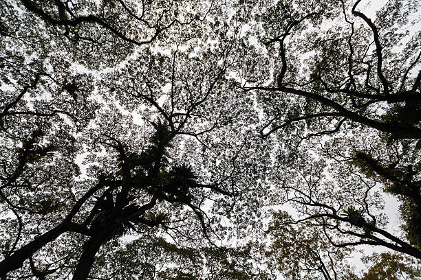 istock Beautiful silhouette view of tree 638034330