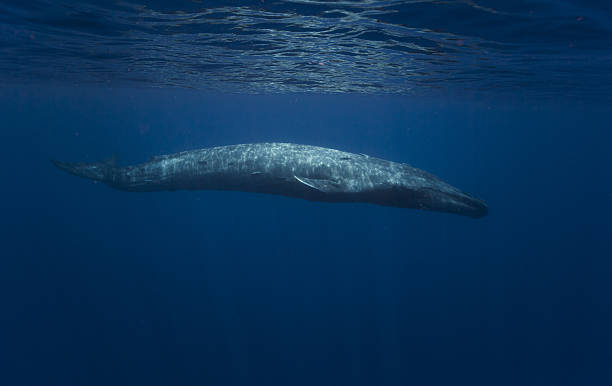 istock Blue Whale, Sri Lanka, Indian Ocean 638034848