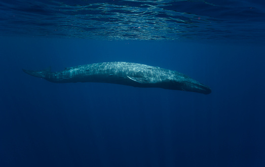 Blue Whale  (Balaenoptera musculus), Sri Lanka, Marissa, Indian Ocean