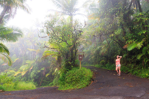 Foggy road Adventurous young tourist hiking in the beautiful jungle of the El Yunque national forest in Puerto Rico el yunque rainforest stock pictures, royalty-free photos & images