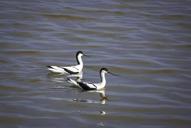 A landscape image of a pair of Pied Avocets, Recurvirostra avosetta swimming together on a lagoon in Lancashire, England