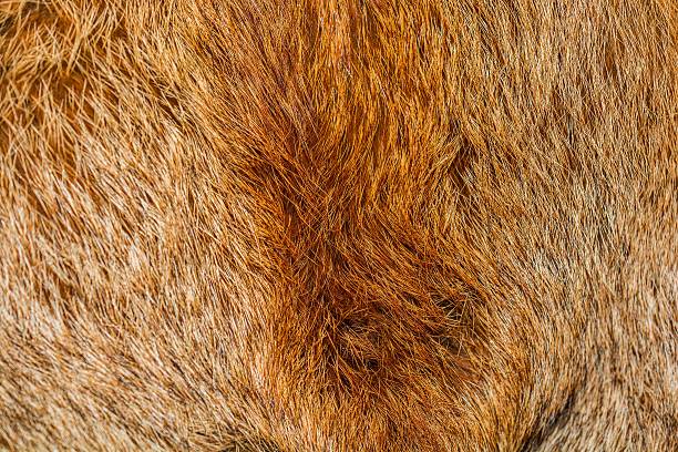 istock Golden and brown fur texture background 638036464